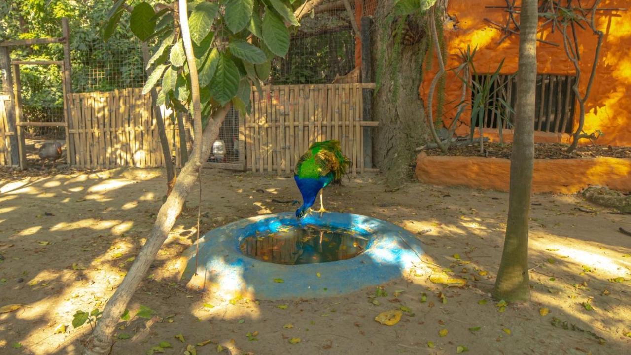 Ecologica El Faro Lodge *