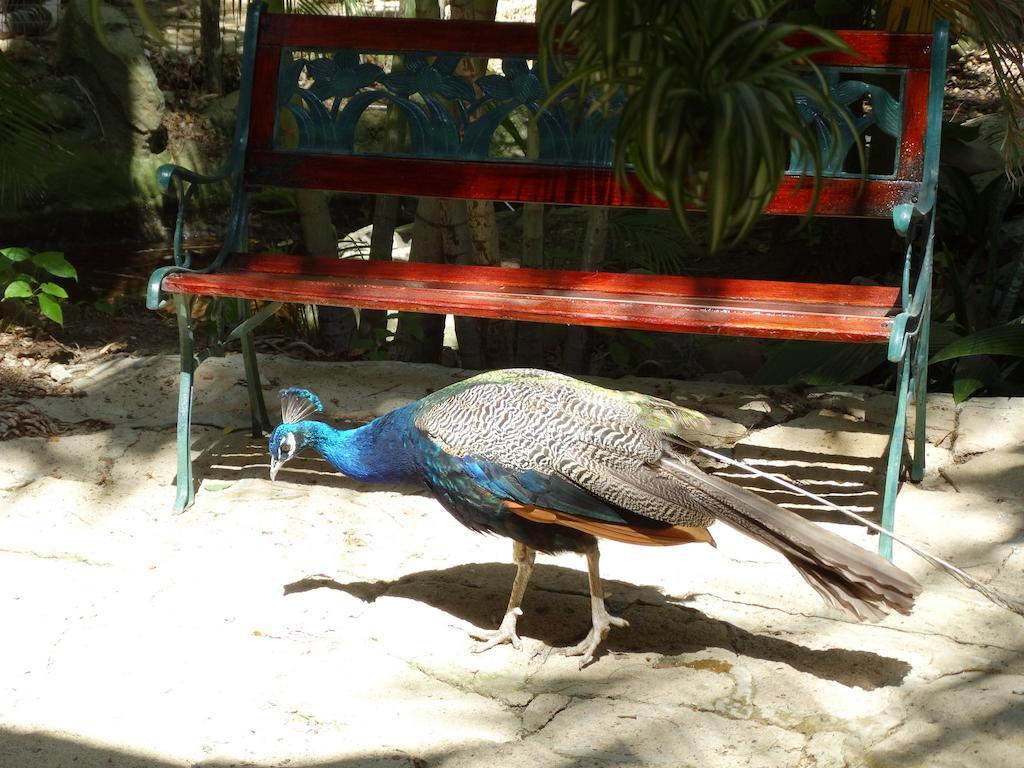 Ecologica El Faro Lodge *